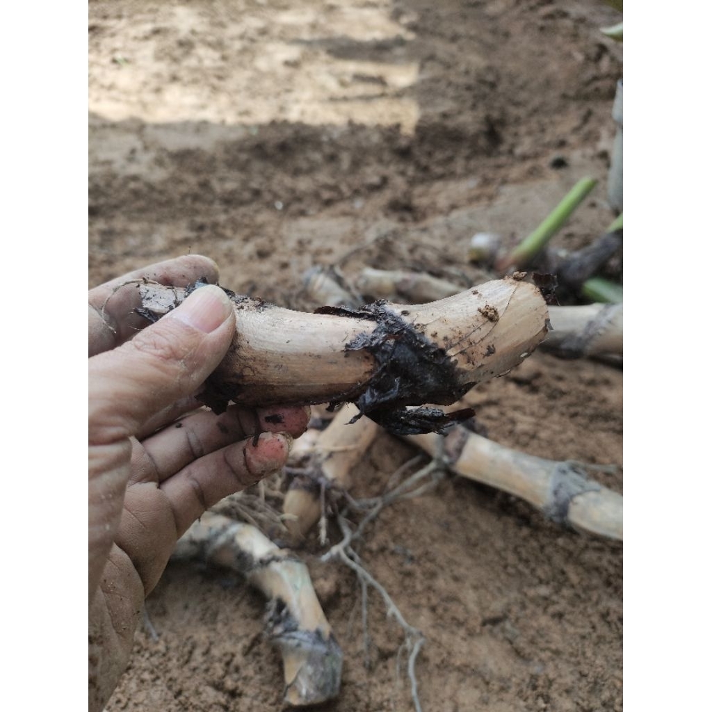 Bonggoo Glorisium Phylodendron