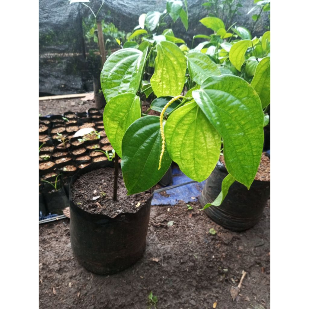 Bibit Lada sambung India (Perdu 5pcs)/Cepat Berbuah/lada putih/ Lada hitam/Tahan penyakit/Kualitas U