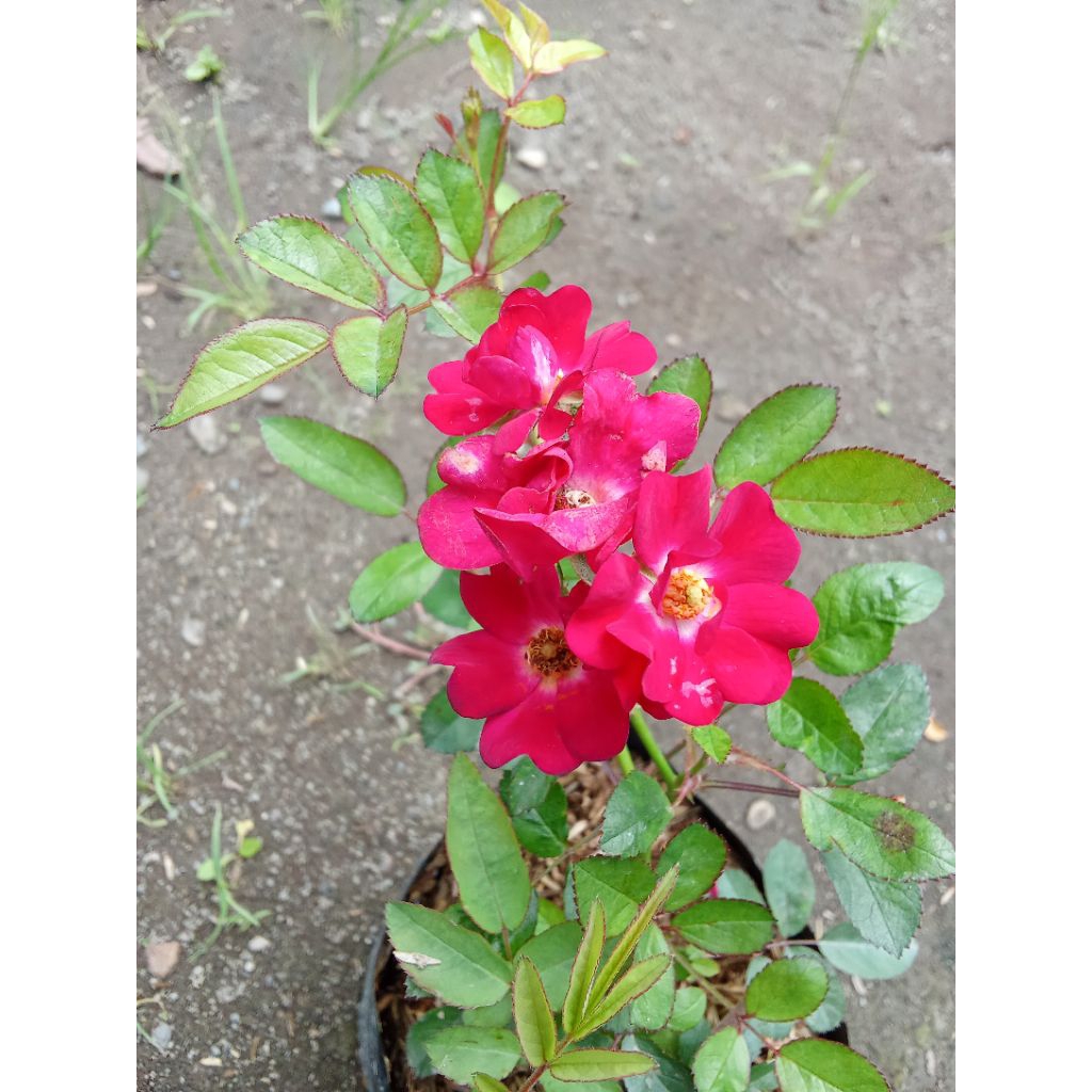 tanaman bunga mawar rambat