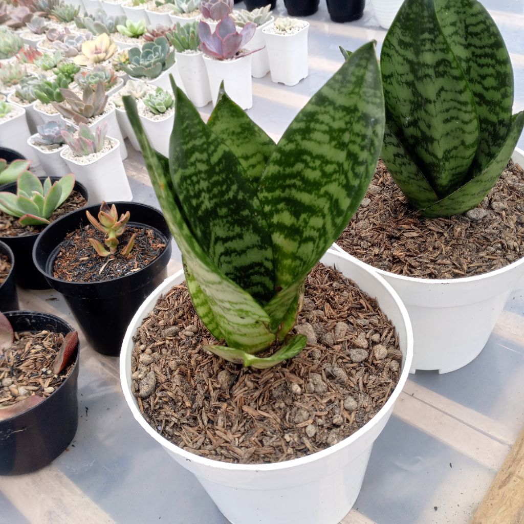 SANSEVIERIA /LIDAH MERTUA PAGODA