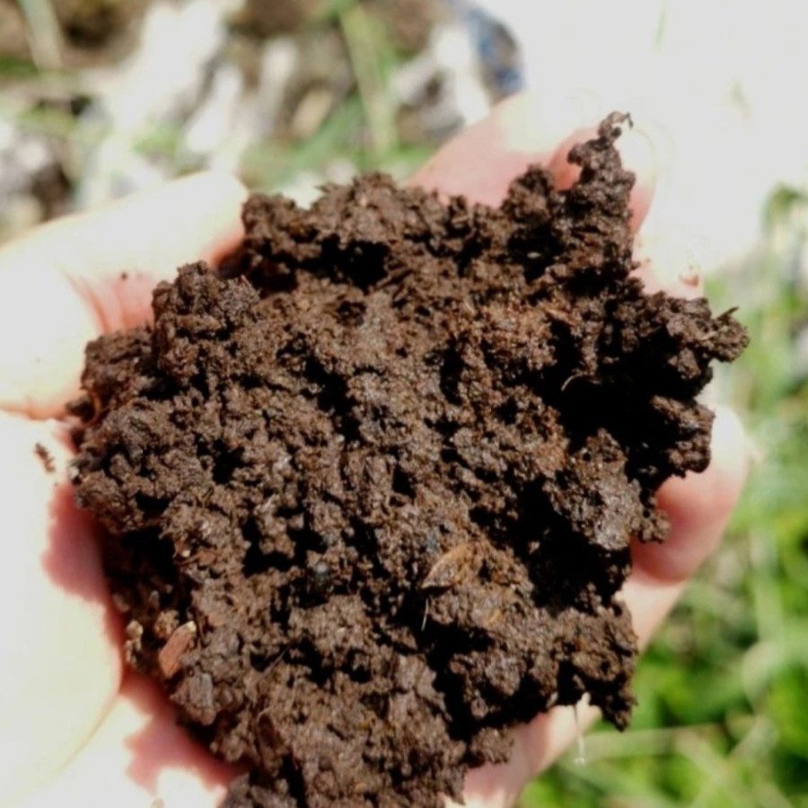 PUPUK KANDANG ORIGINAL KOHE SAPI MURNI