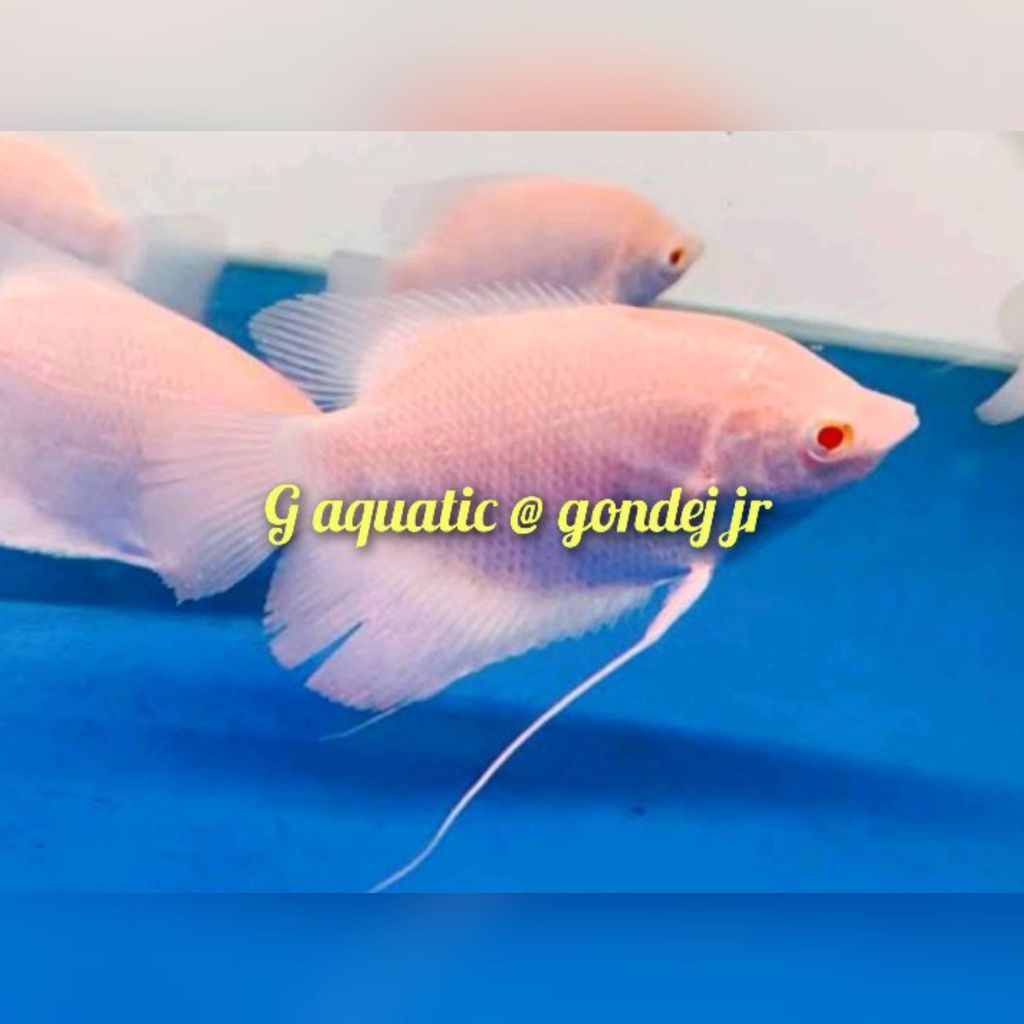 ikan Gurame mata merah size 12-13cm