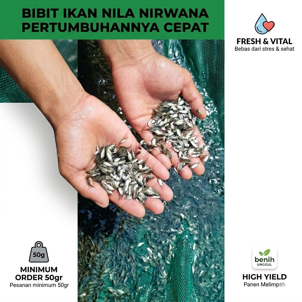 Bibit Ikan Nila/Mujair Hitam Nirwana Ukuran 2-3 isi 200 ekor