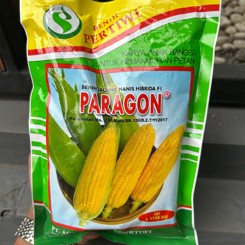 benih jagung paragon