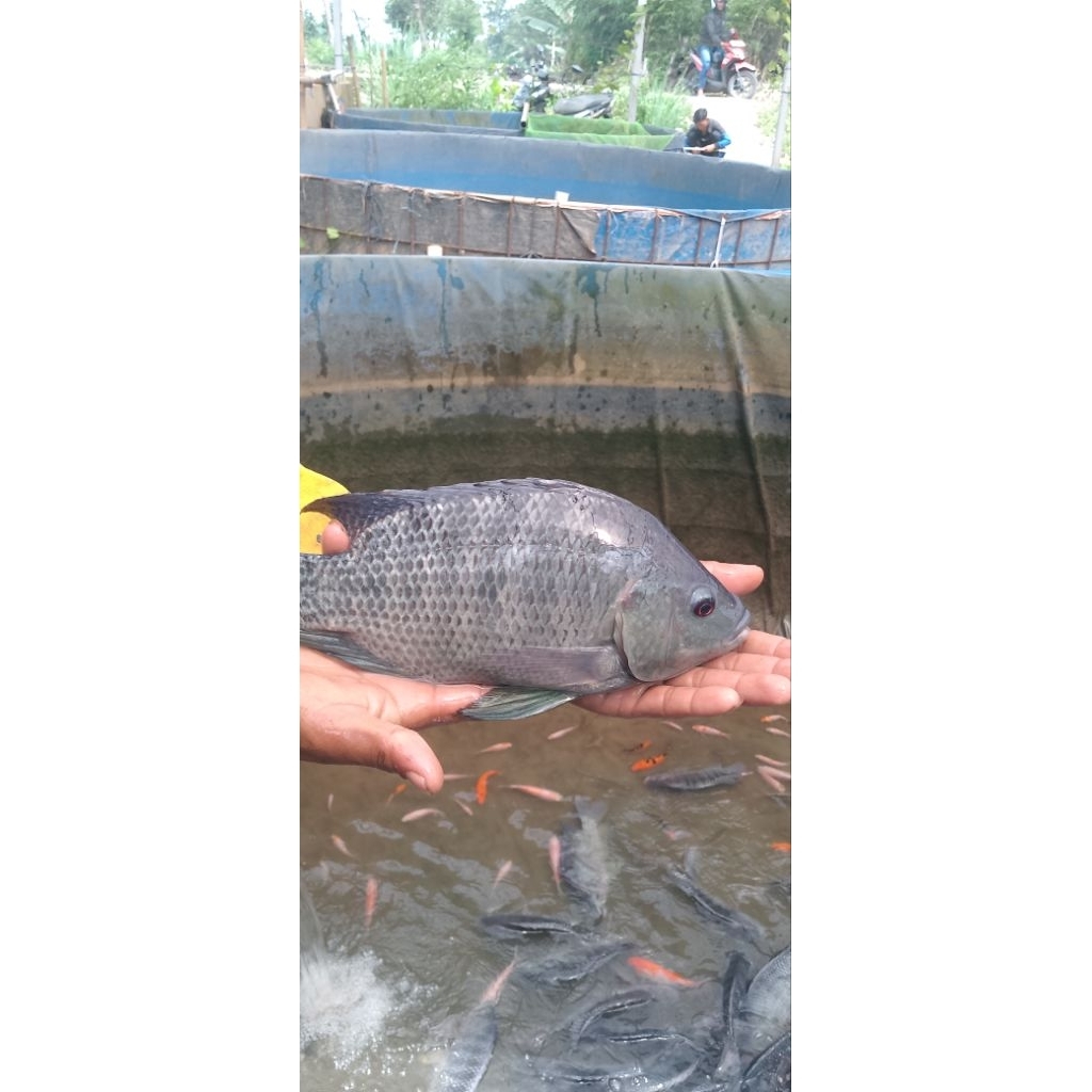 Larva nila Nirwana4 jumlah 400, berat paket 2300 gram