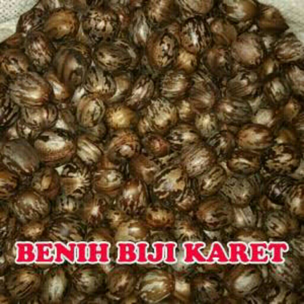 Biji karet/Aduan kalimantan sampit