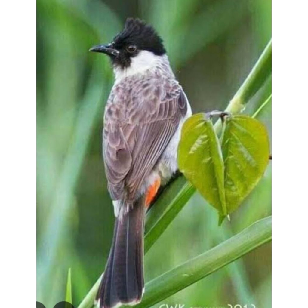 kutilang Jawa body besar jantan gacor dor