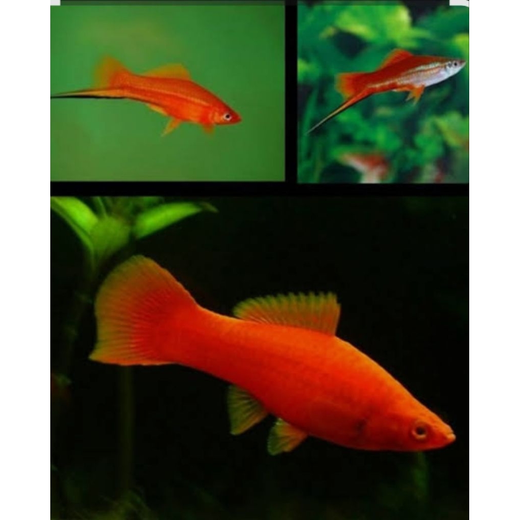 UNIQUE.PS-IKAN MAS PEDANG MATA MERAH 3-3,5CM