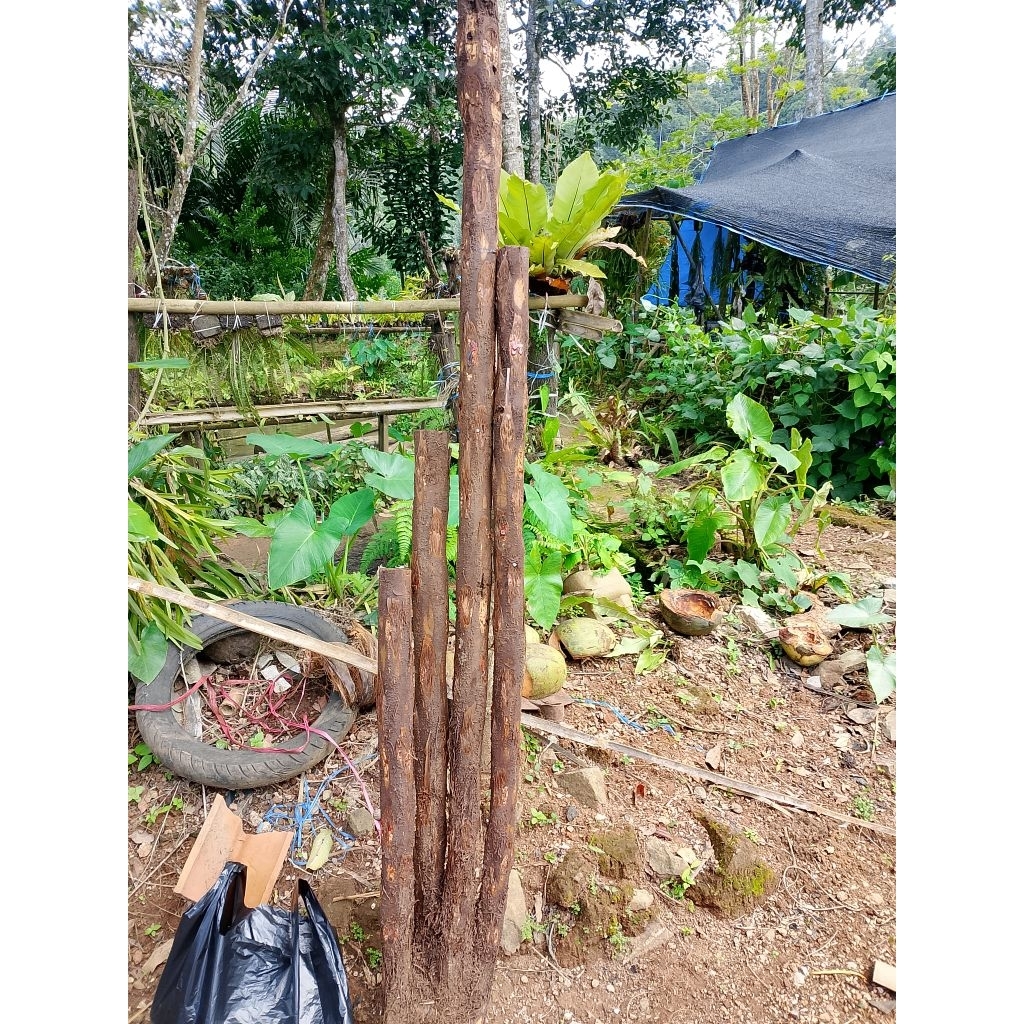 Pakis monyet Cabang  /paku tihang untuk anggrek