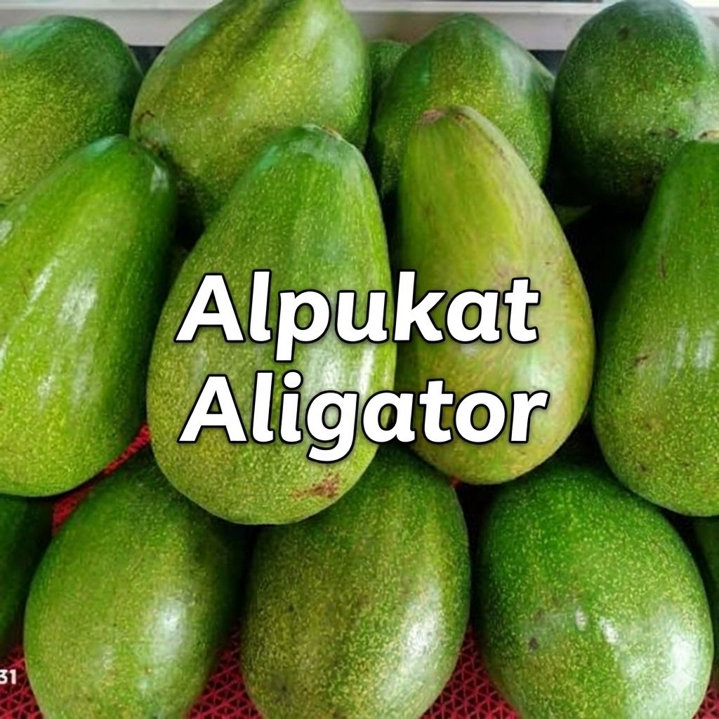 Alpukat mentega Aligator 1kg