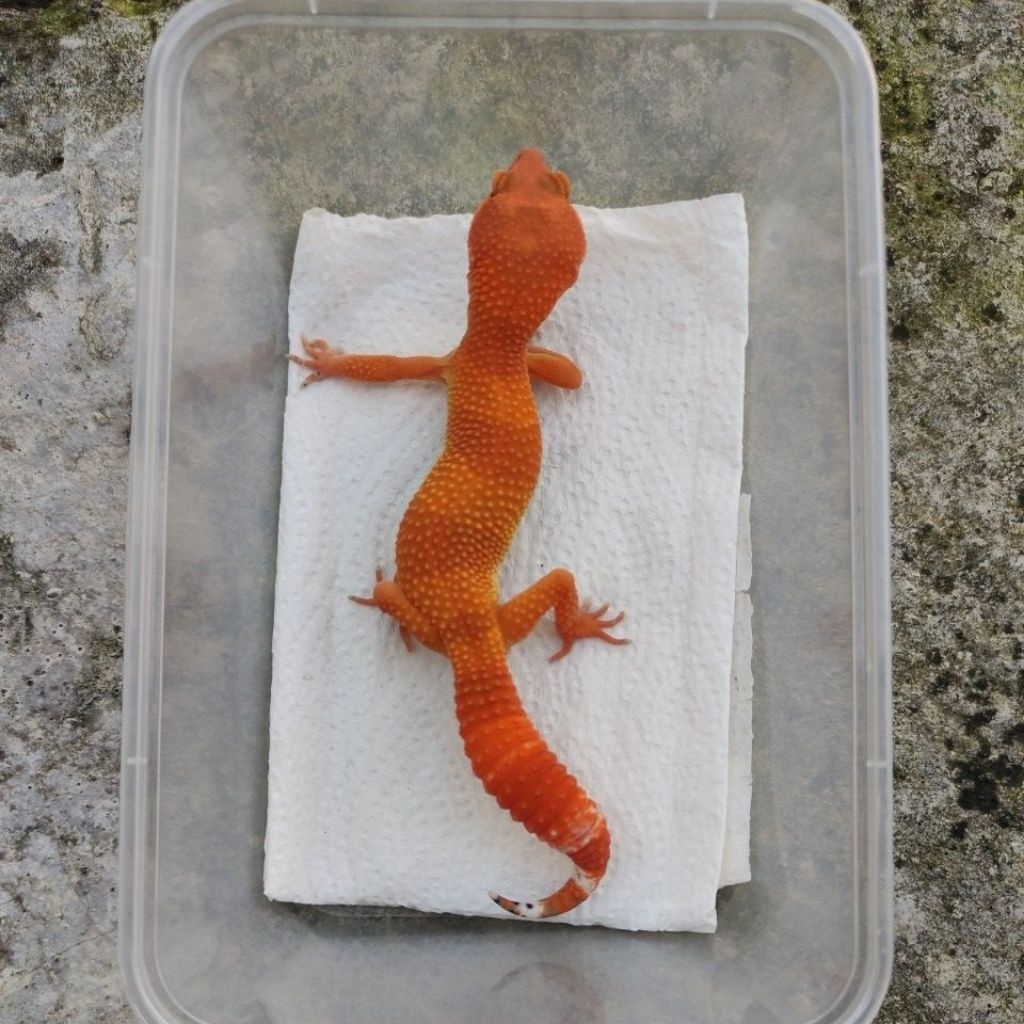 MAINAN ANAK GECKO JUVE_SHTCTB FEMALE