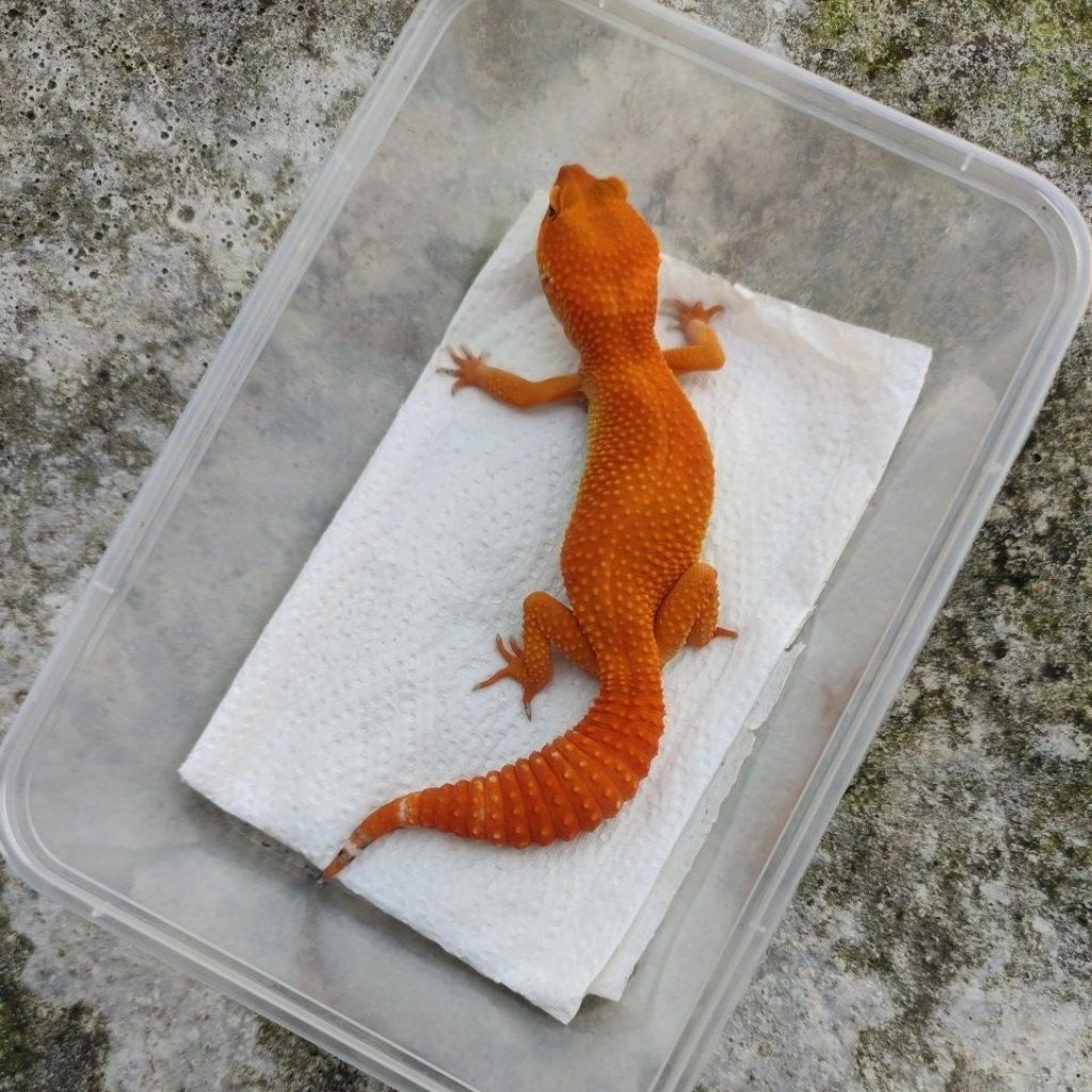 MAINAN ANAK GECKO DEWASA_SHTCTB FEMALE