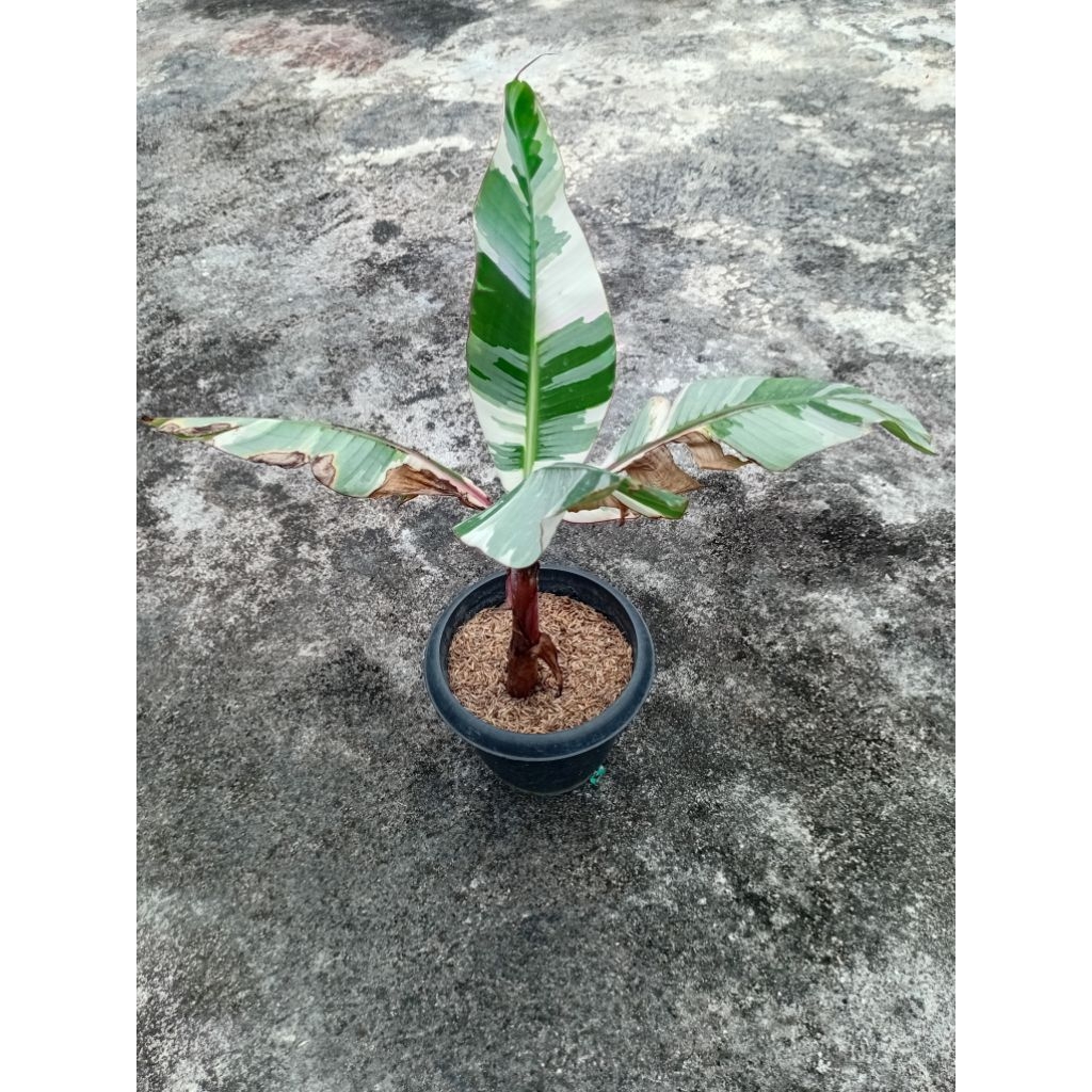 Tanaman Bibit Buah Pisang Varigata Florida