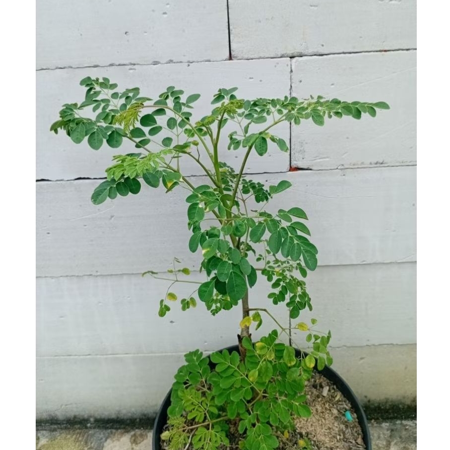 Tanaman Hidup Pohon Kelor