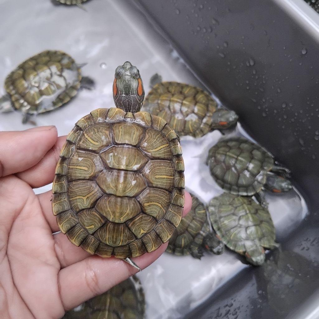 Kura brazil medium Hiasan aquarium | EXsyah ID