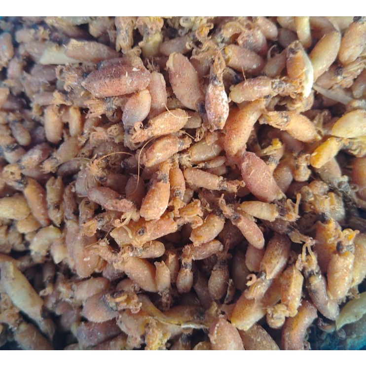 Baby Cumi Medan 0,5–1cm Super Premium | Cumi Medan Kering Gurih | Baby Cumi Asin Medan