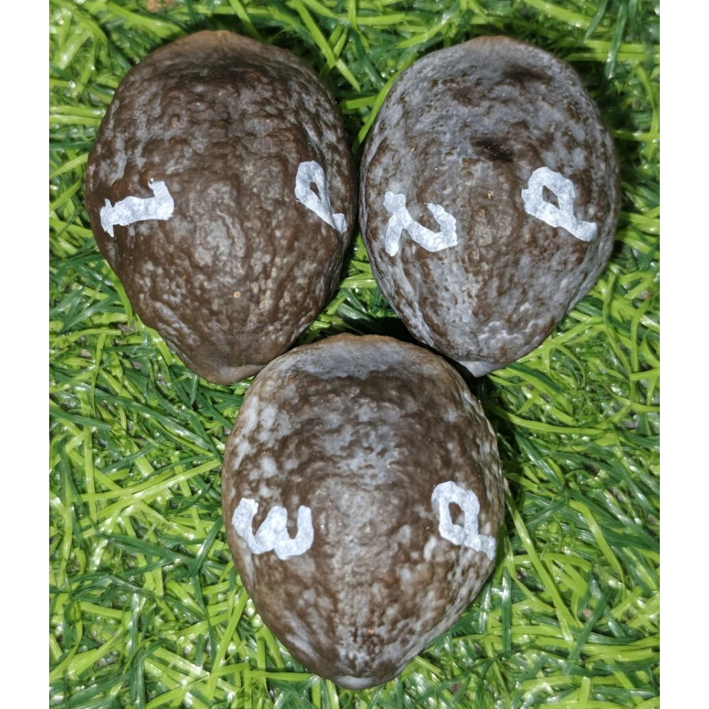 Muncang Jayanti A Pait Wonosobo