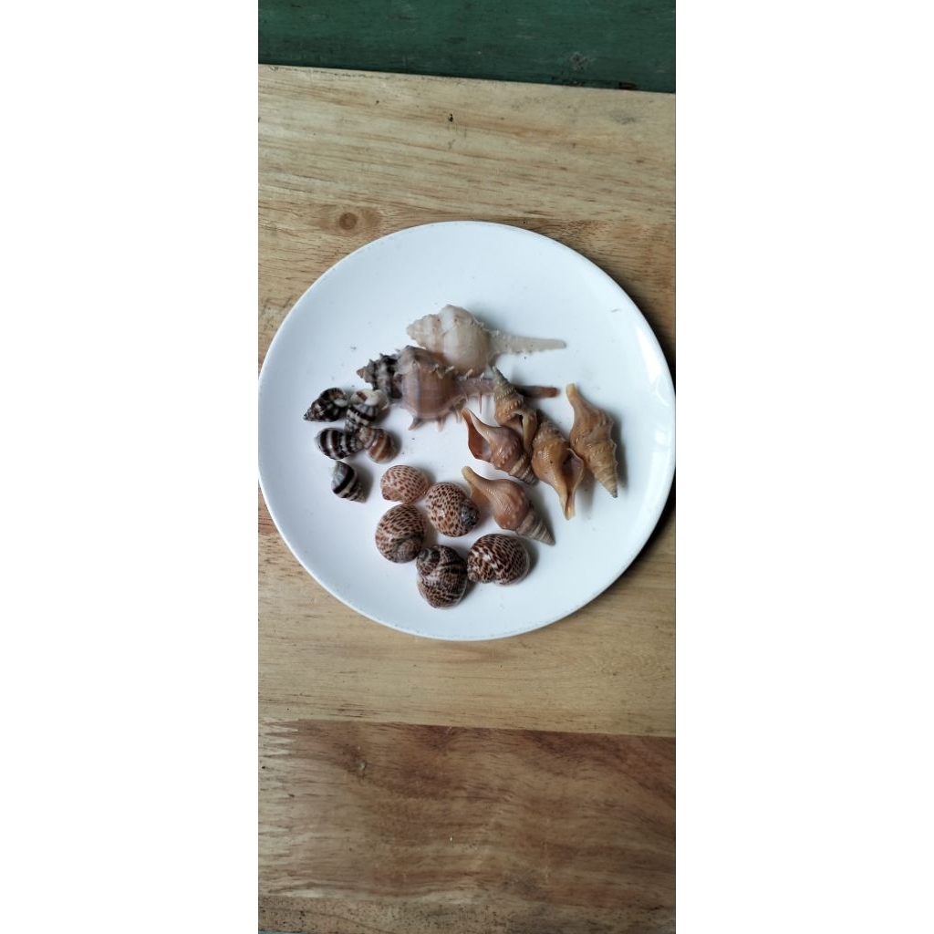 Cangkang Keong Rumah keong Kelomang DIY