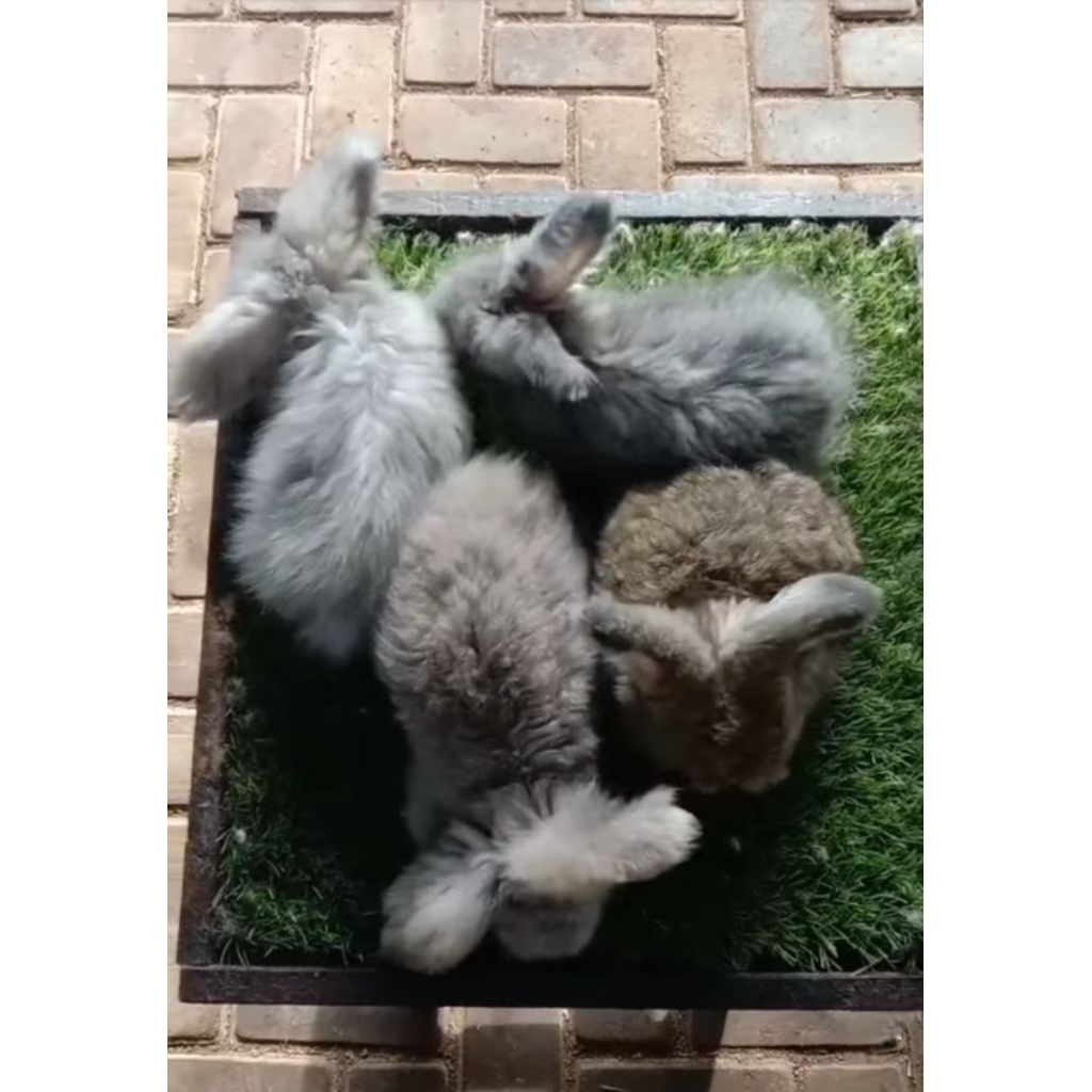 Kelinci Anggora English