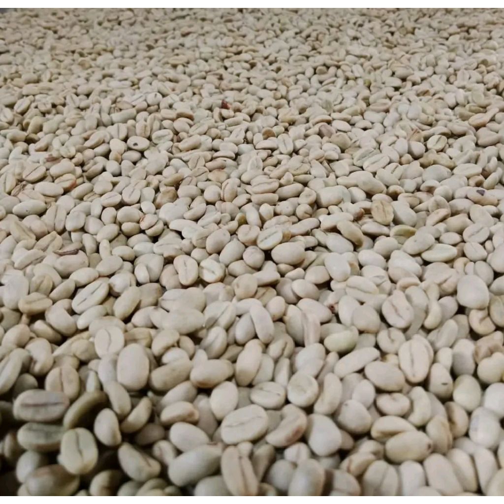 PROMO GABAH/BIBIT KOPI ARABIKA GARUT ASLI