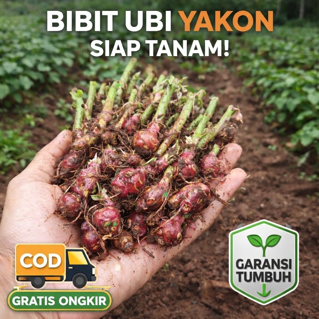 Bibit Umbi Yakon Super Asli Wonosobo, Rimpang Ubi Yacon Setengah kg