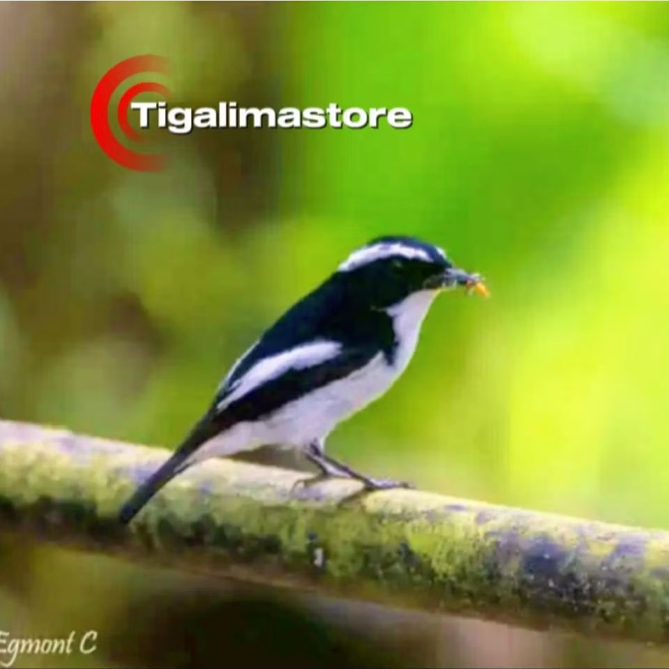 DECU KEMBANG JANTAN PILIHAN