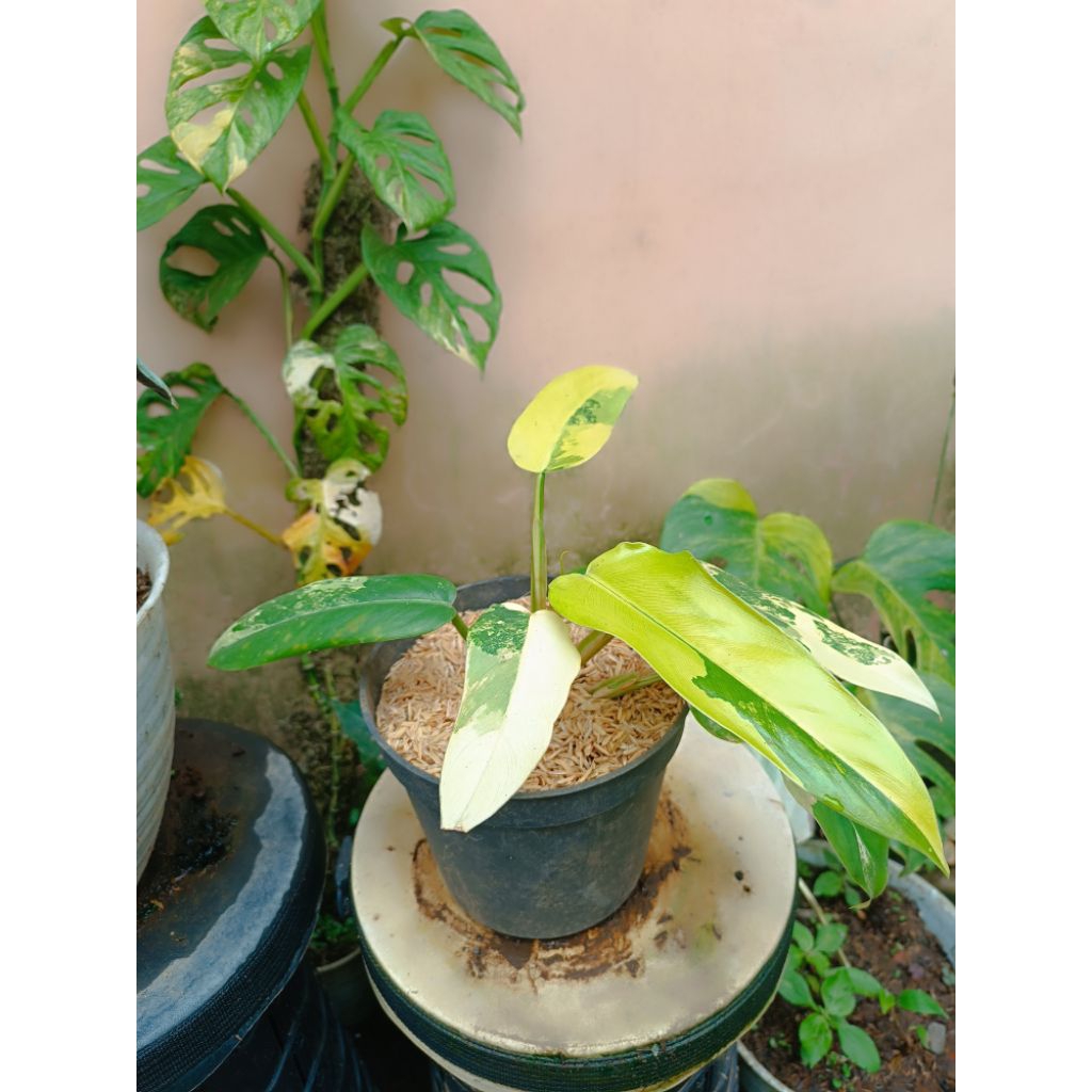 Philodendron Domesticum Variegata