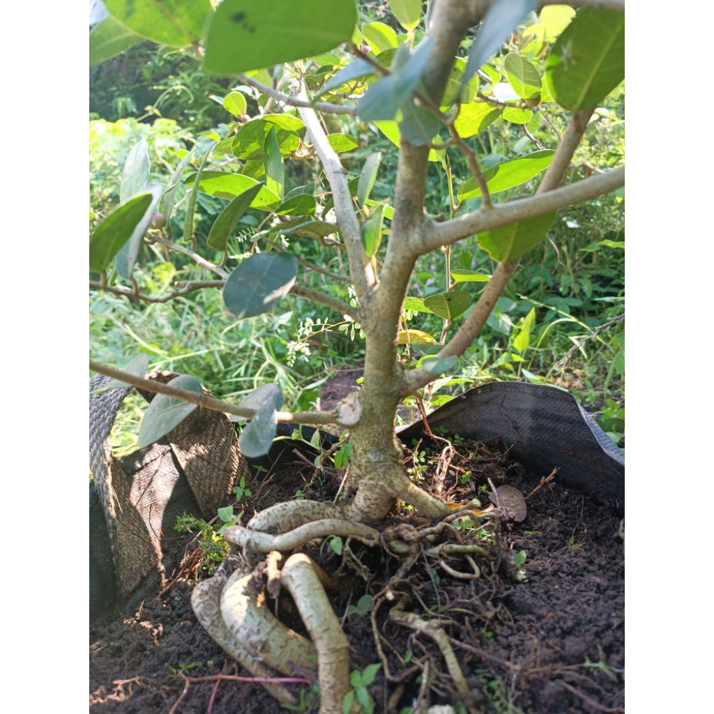 Bahan Bonsai Ampelas Taiwan