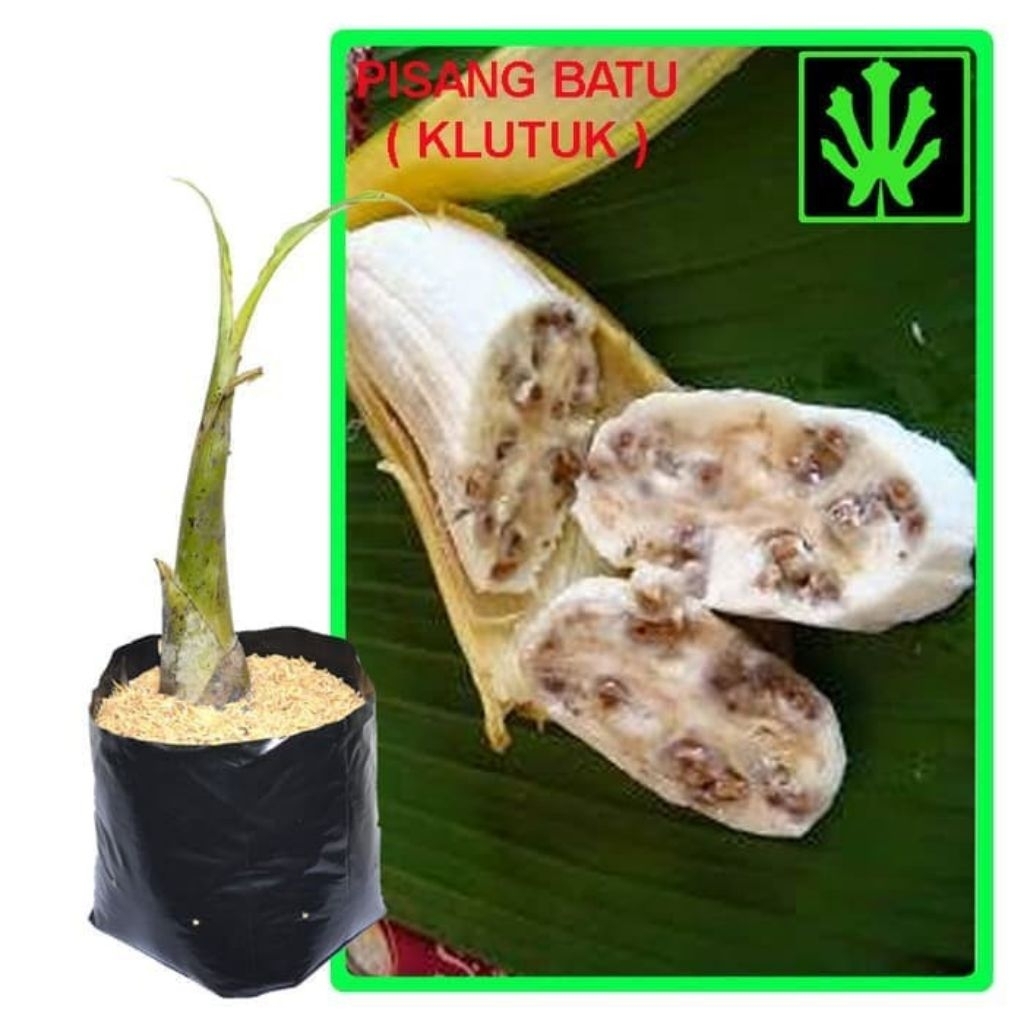 Bibit Pohon Pisang Kulutuk/Bibit Pohon Pisang Batu/Bibit Pohon Pisang Klutuk