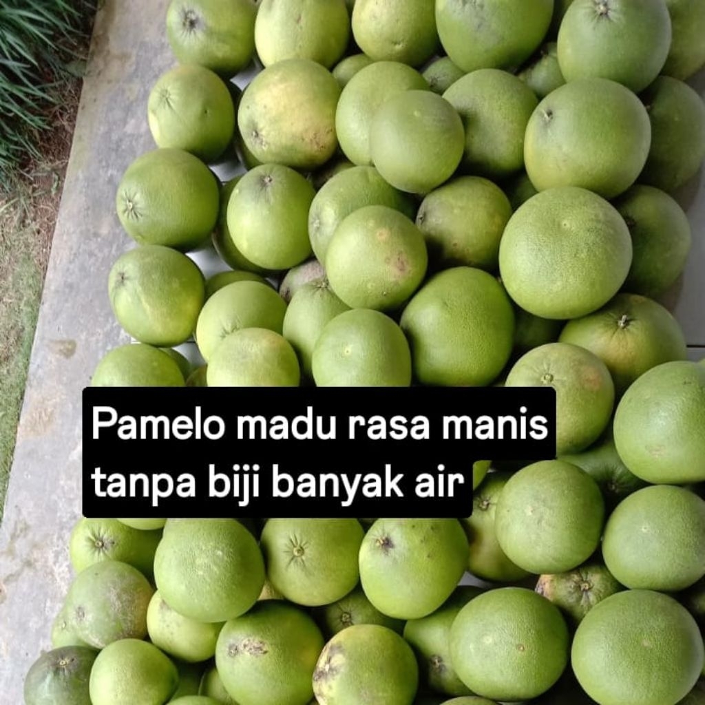 Jeruk Pamelo madu Pati bageng
