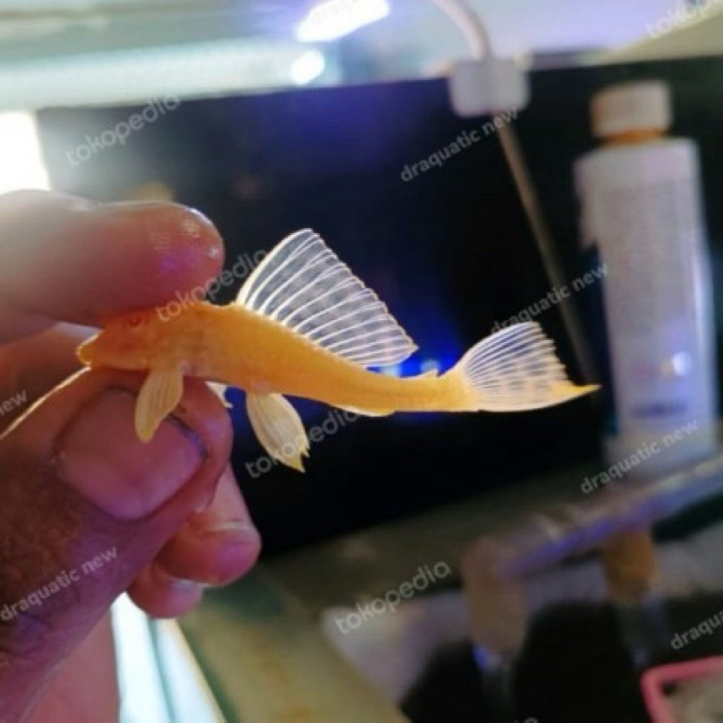Sapu sapu albino gibicep / pleco gibicep 10-11cm