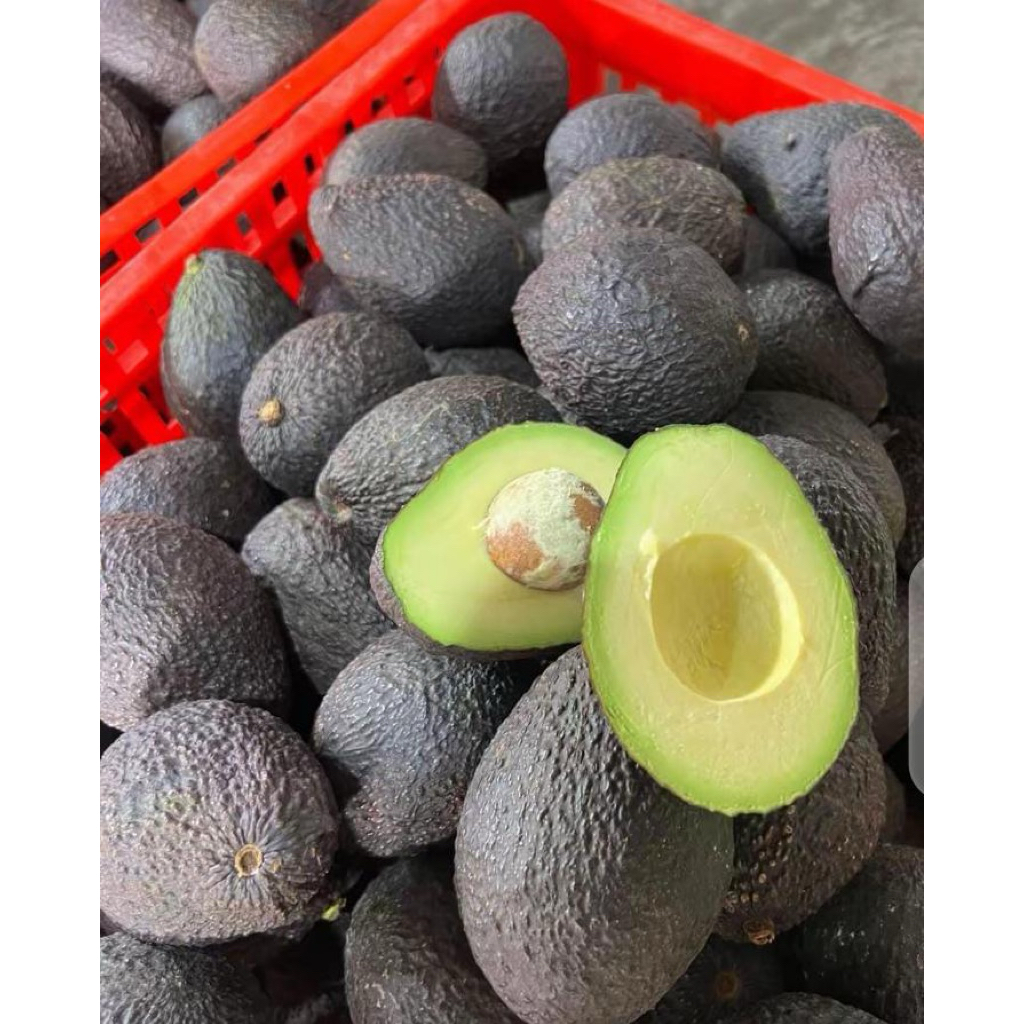 Alpukat Hass