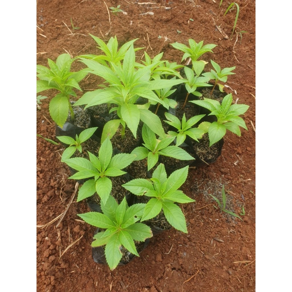 pohon bunga pacar air tumpuk