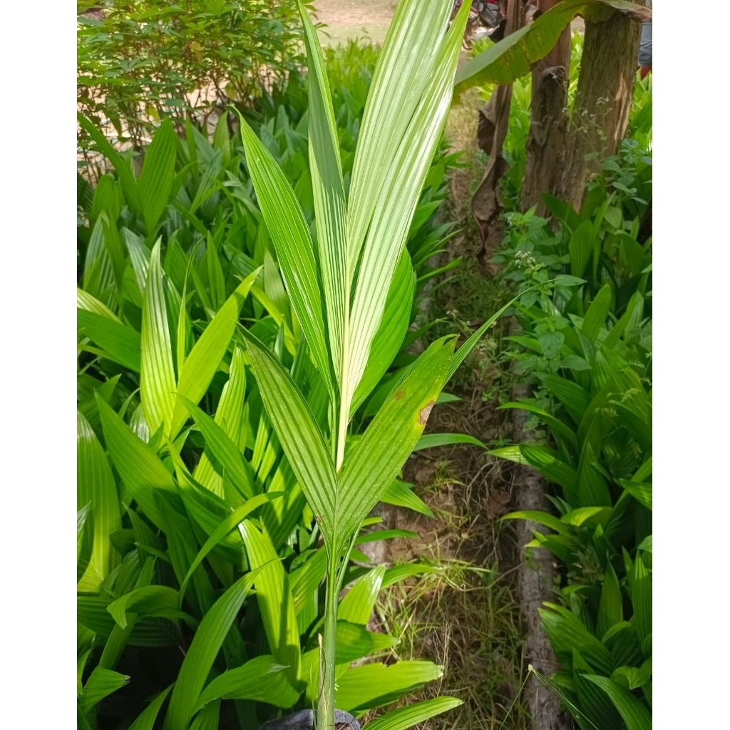 bibit pinang betara siap tanam