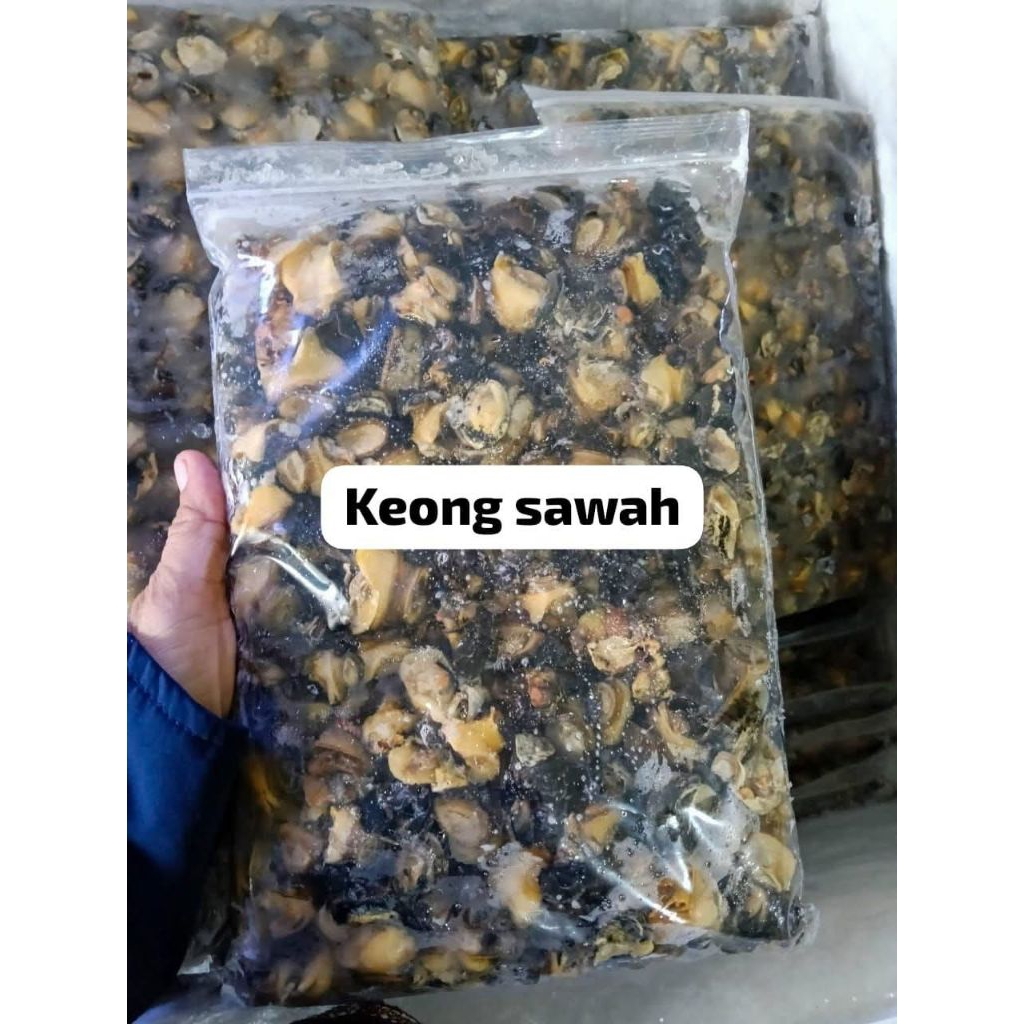 Keong sawah bebas cenil/Tutut/kol sawah