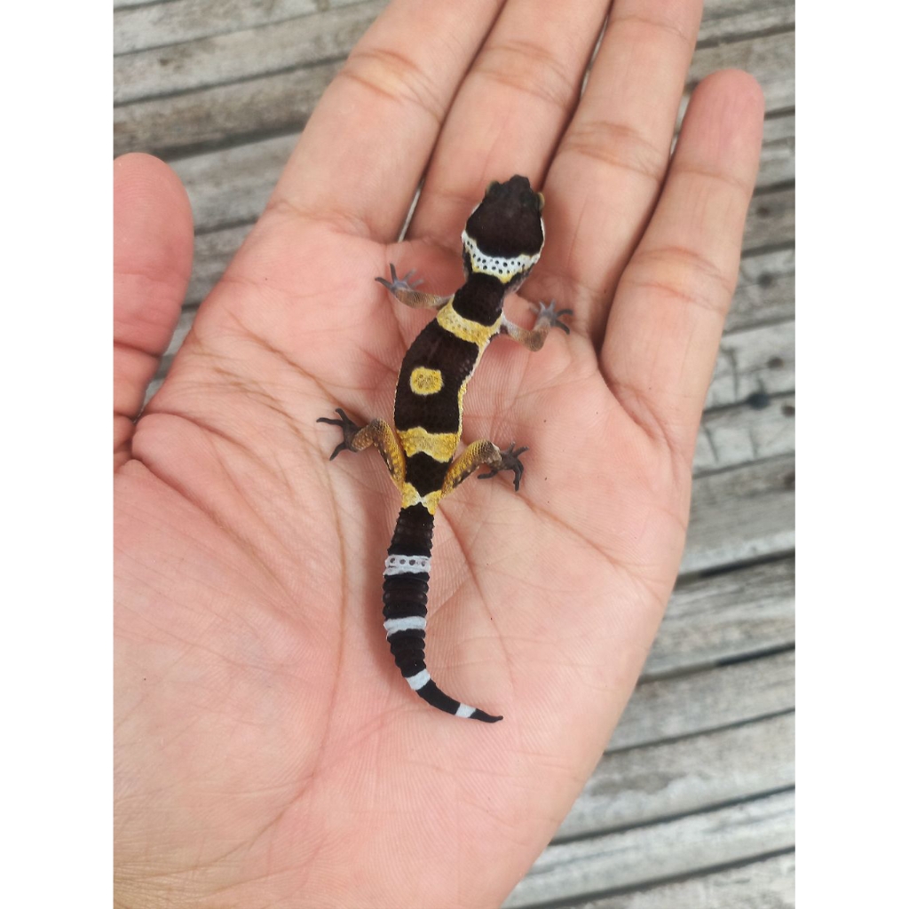 MAINAN GECKO BLACK NIGHT SESUAI FOTO