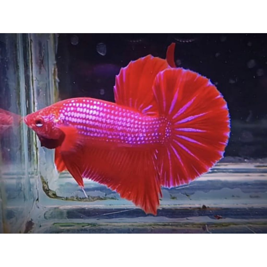 CUPANG HMPK BESTER GRADE A