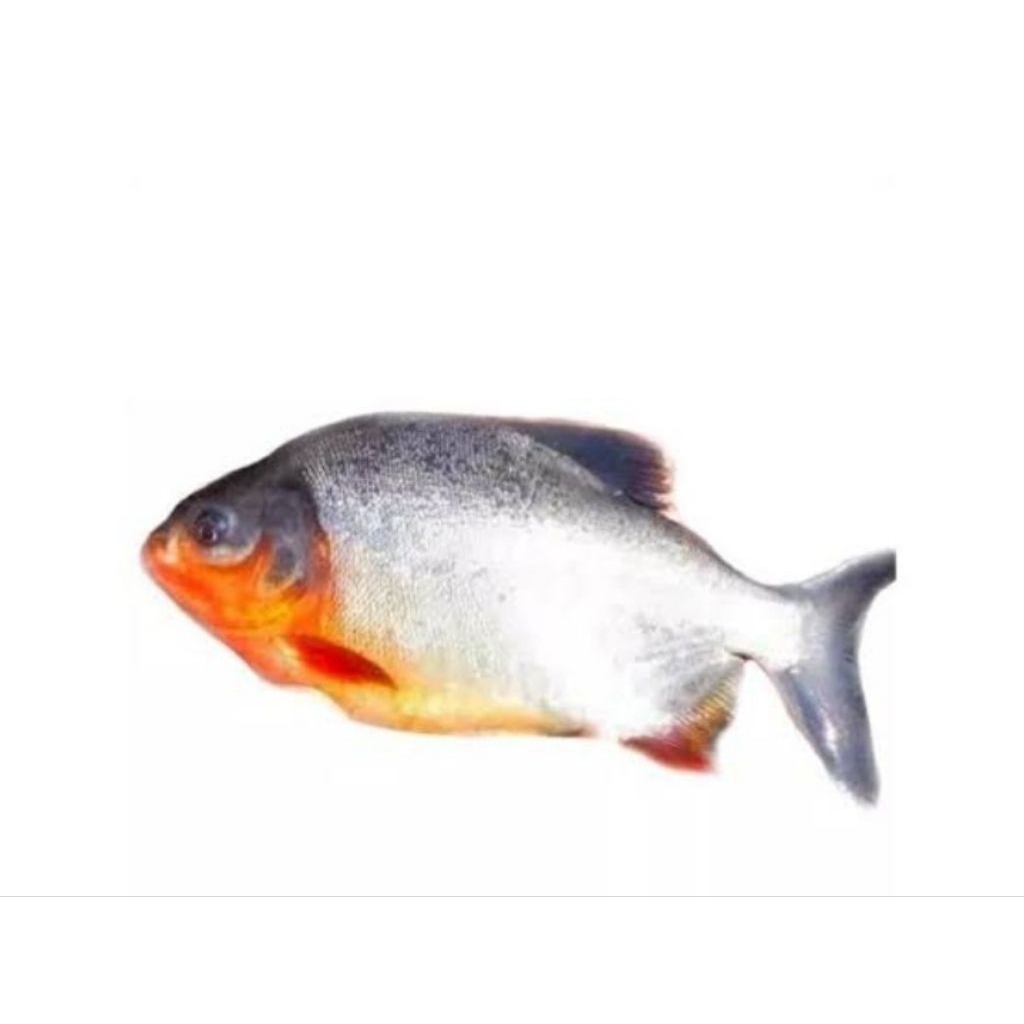 Paket PACU HIAS BAWAL ISI 10 BONUS PAKAN