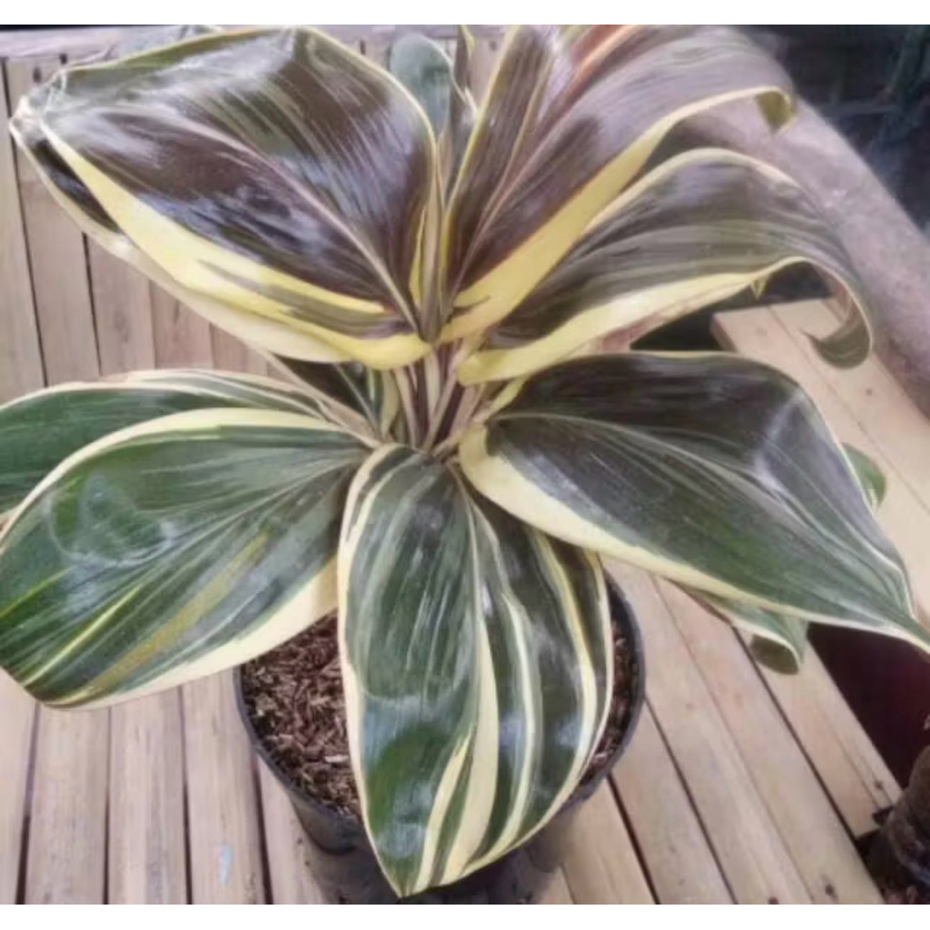 tanaman andong varigata coklat plus pot hitam