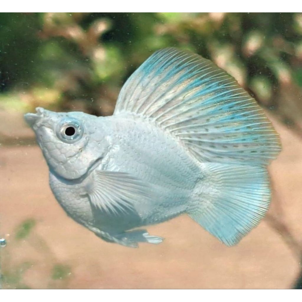 Ikan Snow White Molly Silver Balon Super Putih Salju - Molly Putih Gendut Gemoy - Ikan Hias Aquascap