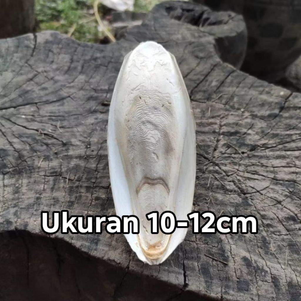 Tulang Sotong Cumi Asinan Kalsium Untuk Burung Kenari