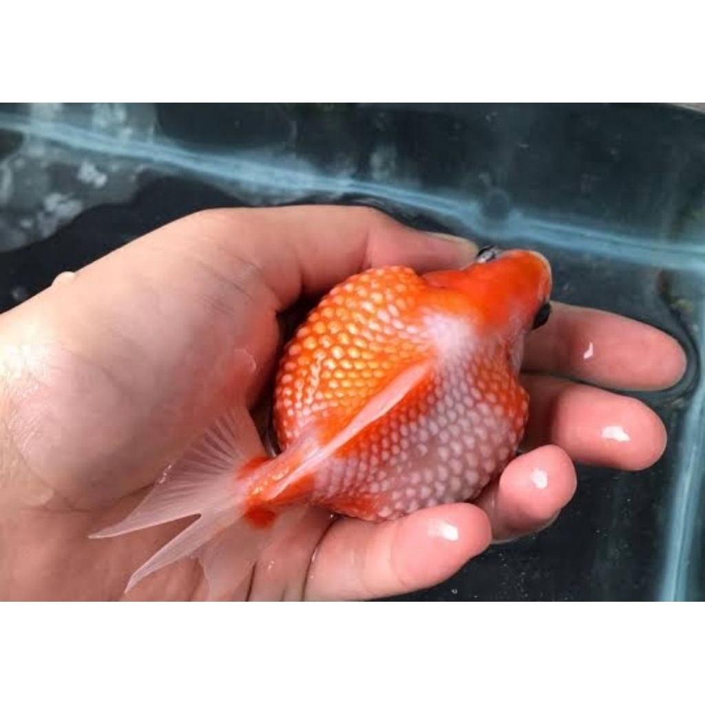 Ikan koki mutiara paket isi 3 termurah