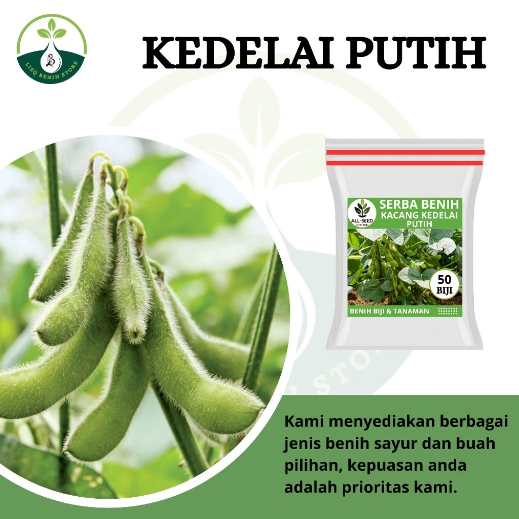 { 50 BIJI } Benih kacang kedelai putih / bibit kedelai / susu kedelai / kacang kedelai