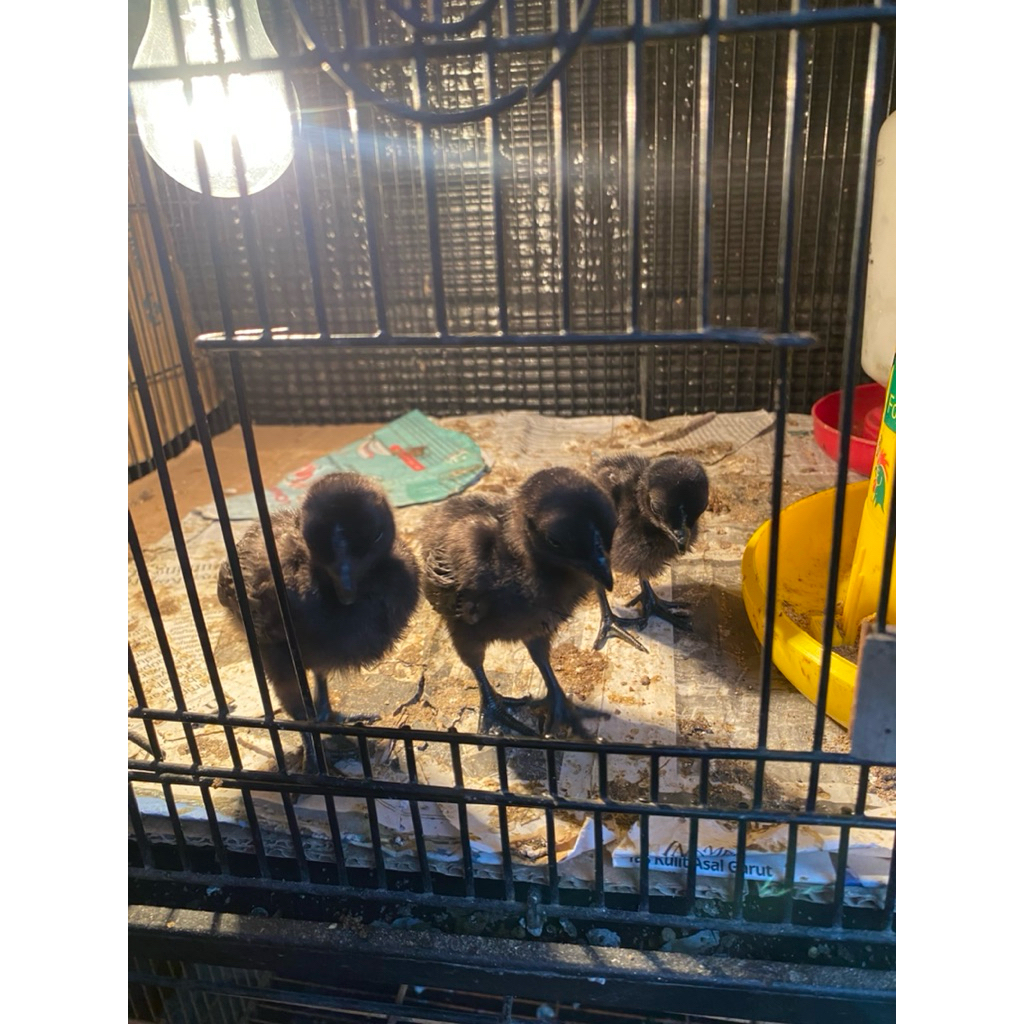 Anak ayam cemani umur 2 Bulan