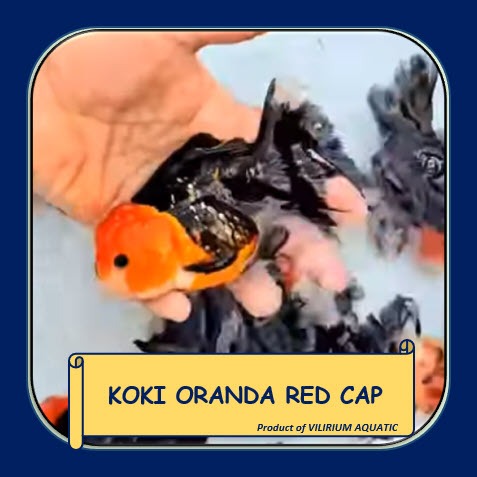 IKAN HIAS AIR TAWAR - IKAN MAS KOKI ORANDA RED CAP / MAS KOKI ORANDA TANCHO (IKAN GOLDFISH)