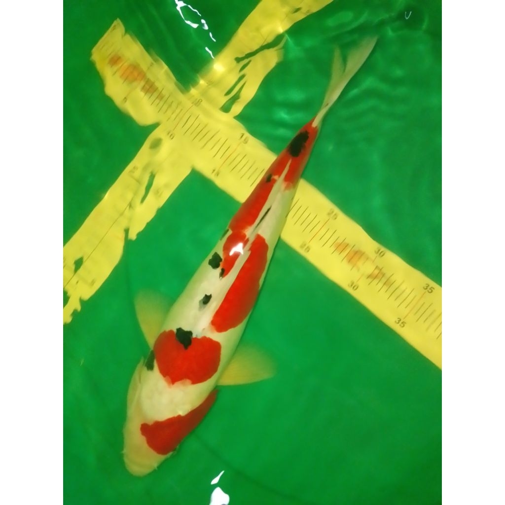 Ikan koi jenis Sanke Doitsu 41cm HQ