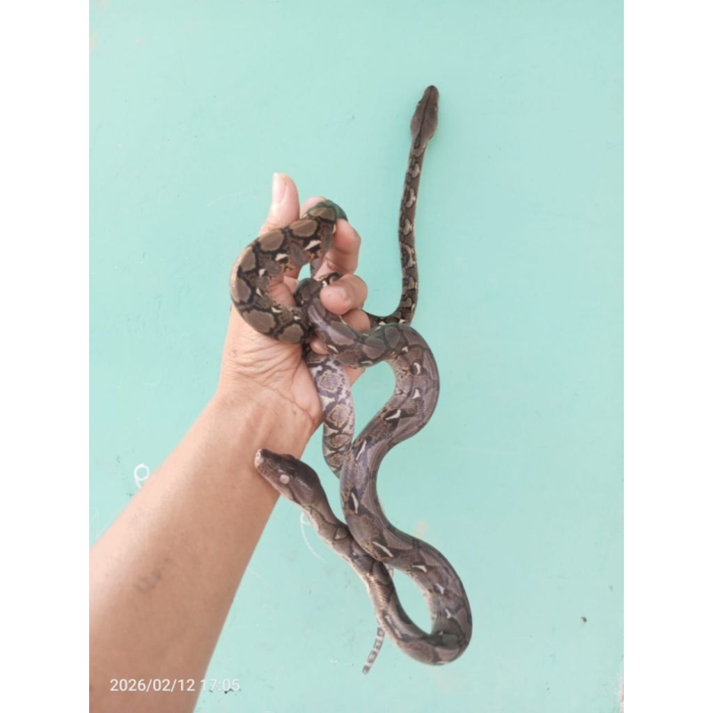 Mainan baby Retic normal Baby piton Ch