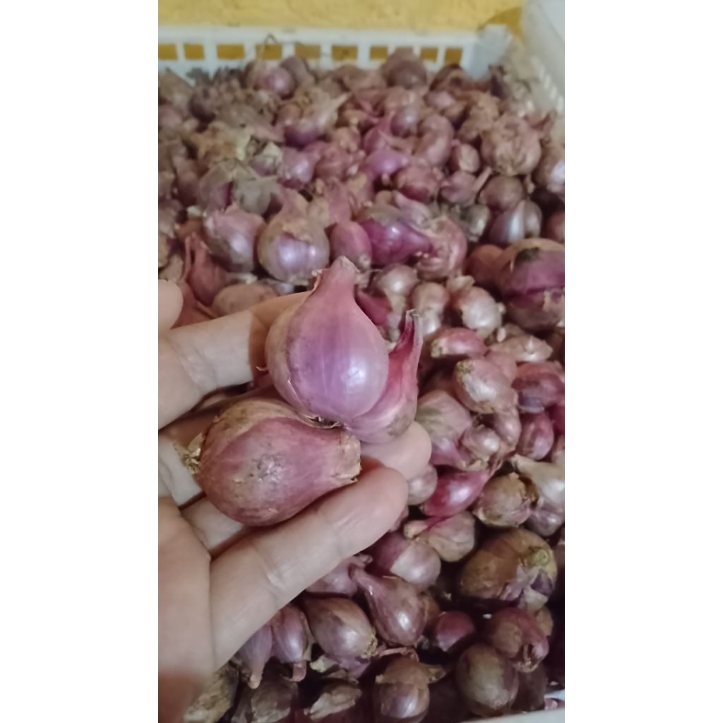 Bawang merah pagaralam