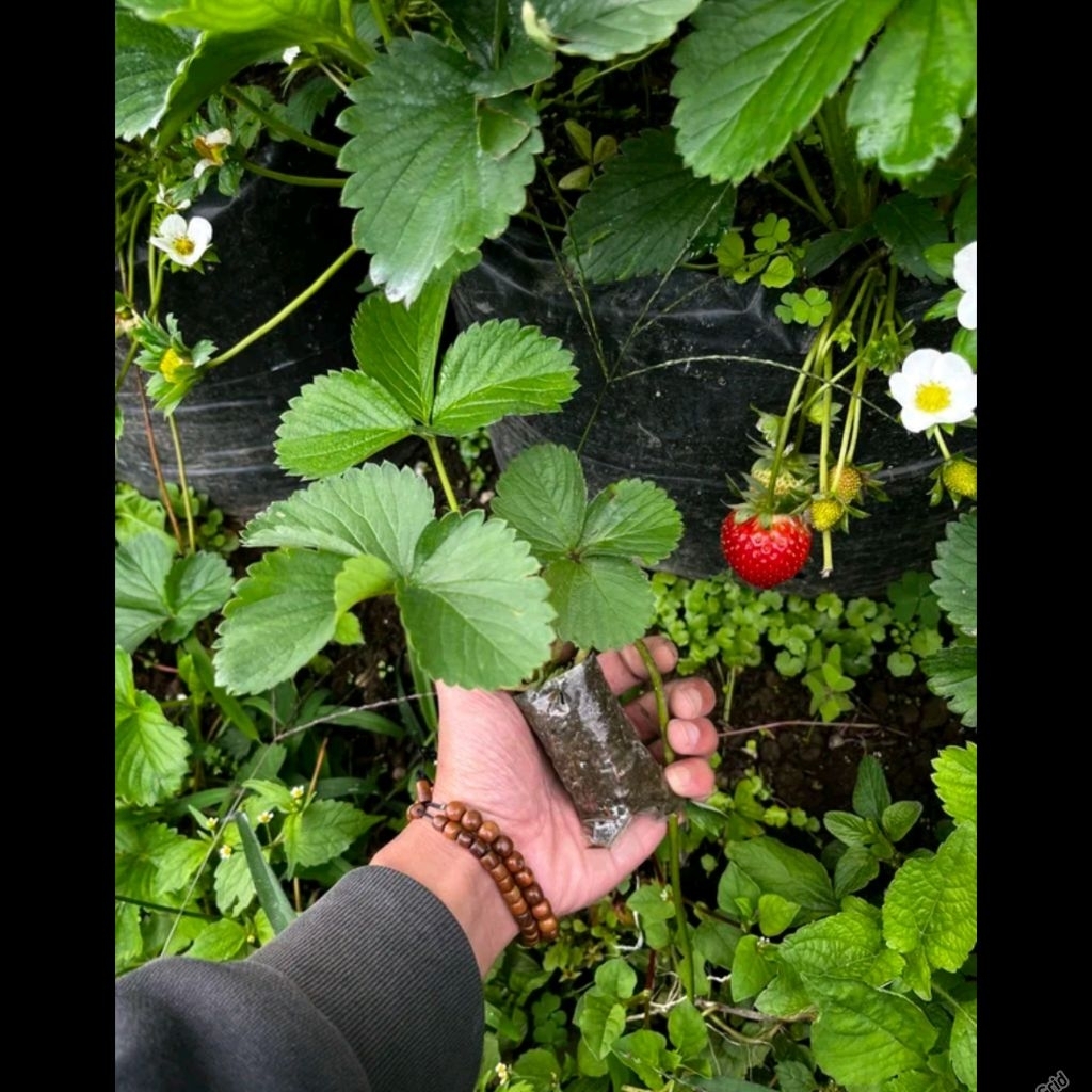 Bibit strawberry Unggul jumbo manis berbuah lebat