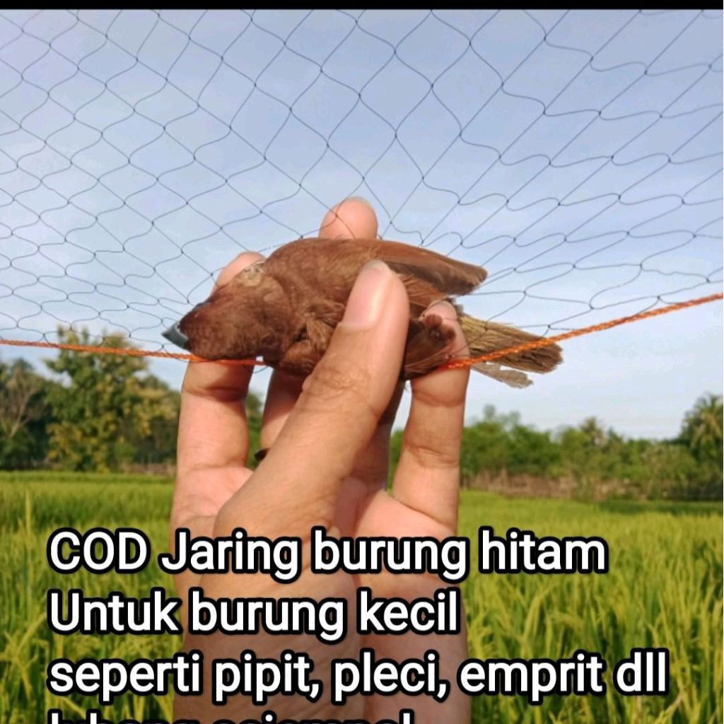 Cuci gudang jaring hitam jaring burung pipit / pikat burung / perangkap burung emprit dll bonus tali